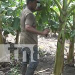 Productor de plátanos consolida su productividad con buenos resultados en Rivas nicaragua