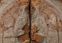 Científicos chinos identifican nuevo antecesor de los mamíferos cientificos
