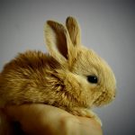 Honduras: Ley castigará a periodistas que defienden «terrorismo» asesino en serie