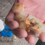 Pollito con cuatro patas maravilla a comunidad rural de Cuba cuba