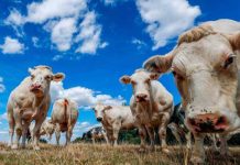 Polonia exporta casi tres toneladas de carne de vaca enferma a 10 países polonia