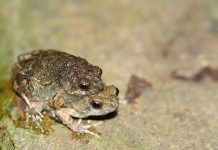 Las ranas cambian sus rituales de apareamiento en entornos urbanos