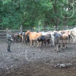 Ejército de Nicaragua recupera 115 semovientes en Paiwas, RACCS nicaragua