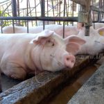 Sector porcino de Nicaragua se fortalecerá con mejoramiento genético nicaragua