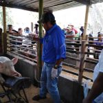 Inauguran segunda granja porcina de mejoramiento genético en Masatepe nicaragua