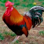 Francia: Justicia para el gallo Marcel, que fue asesinado por su canto francia