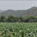 Campos reverdecen en esperanza de una Nicaragua por sendas del desarrollo económico nicaragua