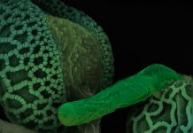 ¿Las plantas tienen sexo? ¡Sí! este video te muestra exactamente el momento tubo de polen