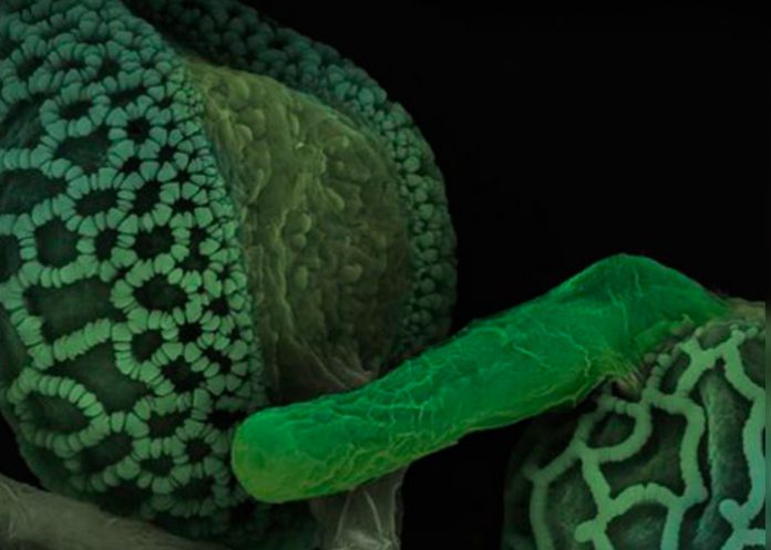 portada1_fJHLv5h tubo de polen