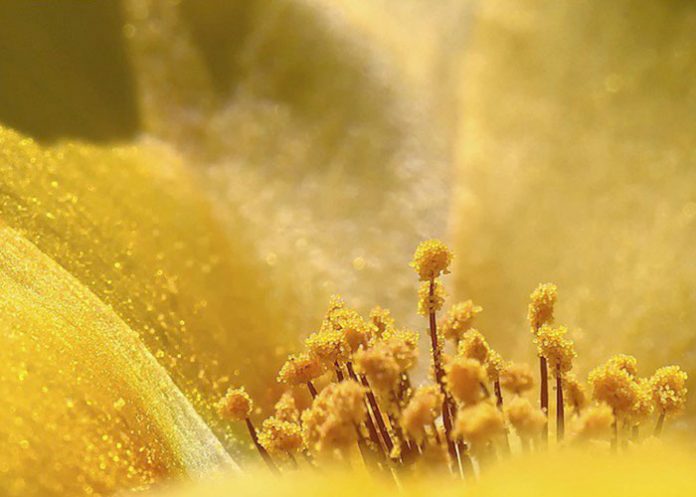 portada2_QPvJmKr polen