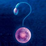 sistema reproductivo