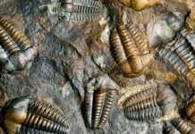 La pista más antigua de vida animal fue hallada por unos Investigadores vida animal