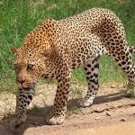 Mira la curiosa reacción de un leopardo al reflejarse en un espejo video viral