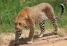 Mira la curiosa reacción de un leopardo al reflejarse en un espejo video viral