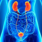 Crean un sistema de estímulos que restaura las funciones de la vejiga vejiga