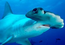 Científicos descubren una nueva especie de tiburón