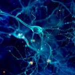 Conexiones entre neuronas, son más complejas de lo que se creía impulsos nervioso