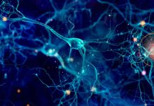 Conexiones entre neuronas, son más complejas de lo que se creía impulsos nervioso