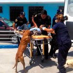 Video: Perros no dejan a su dueño después de terrible accidente perros