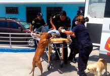 Video: Perros no dejan a su dueño después de terrible accidente perros