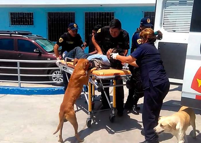 portada_9tEHZOI perros