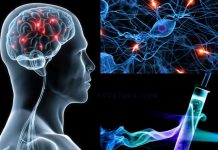 Descubren mecanismos moleculares vinculados al autismo y a la esquizofrenia