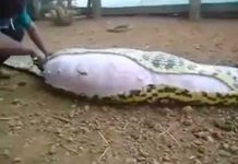 Sacan un gigantesco animal del interior de serpiente (Video) video