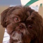 Decidió matar a su perrita para que las enterraran en la misma tumba emma