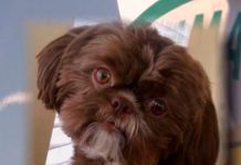 Decidió matar a su perrita para que las enterraran en la misma tumba emma