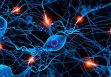 Usan agua para revelar los secretos de las neuronas moleculas de agua