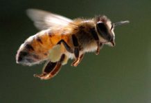 Estudiantes desarrollan proyecto para reproducir abejas sin aguijón abeja sin aguijon