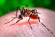 Identifican fármaco que combate virus de chikunguña dengue