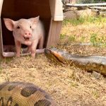 Enorme anaconda devora a un puerquito (Video) video