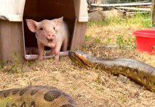 Enorme anaconda devora a un puerquito (Video) video