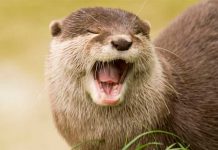 nutria