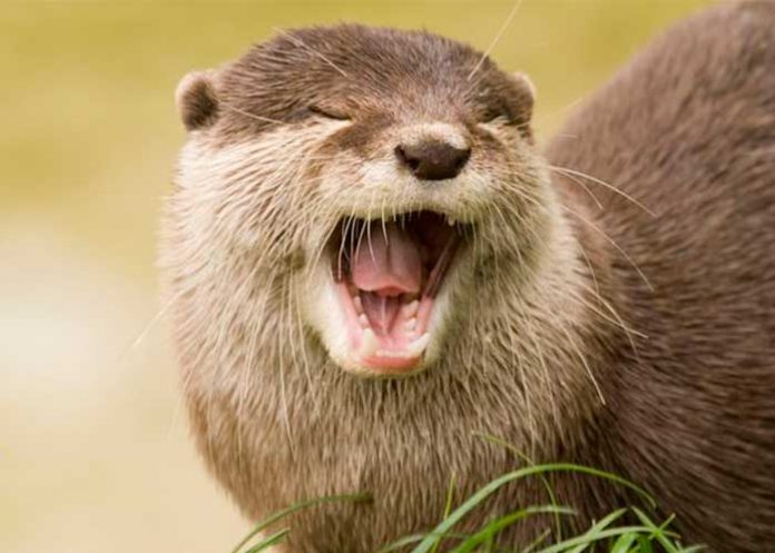 portada_GAXx6Z9 nutria