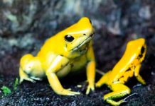 Científicos se inspiran en ranas para mejorar telecomunicaciones anfibios