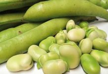 Elaboran bebida a base de haba para nivelar colesterol y glucosa semillas de haba