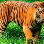 China envía ADN de tigre de Amoy al espacio para conservar sus genes tigre de amoy
