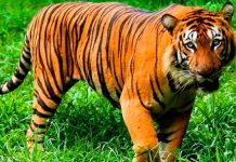 tigre de amoy