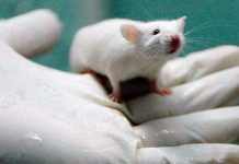 hepatitis e
