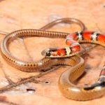 Nicaragua: Descubren una nueva especie de serpiente en nuestra fauna biodiversidad mundial