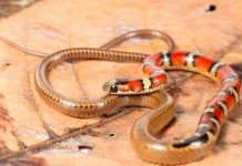 biodiversidad mundial