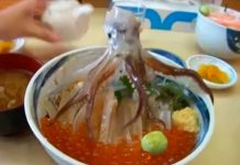 ¡Sorpresa! Le sirven pulpo vivo a una pareja (Video) sashimi