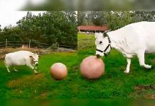 El video de una vaca jugando fútbol revienta las redes vaca futbolera