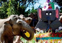 Guatemala: Elefanta «Trompita» celebró su cumpleaños número 57 con una enorme torta guatemala