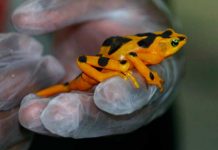 Científicos logran regenerar parcialmente patas de ranas amputadas estudio