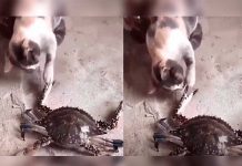 Gatito casi pierde una pata por culpa de cangrejo (Video) gato