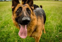 Los perros rastreadores pueden detectar malaria en personas malaria