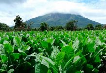 Ometepe: familia prospera gracias a la producción del tabaco omete